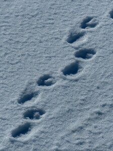 Traces snow paw prints