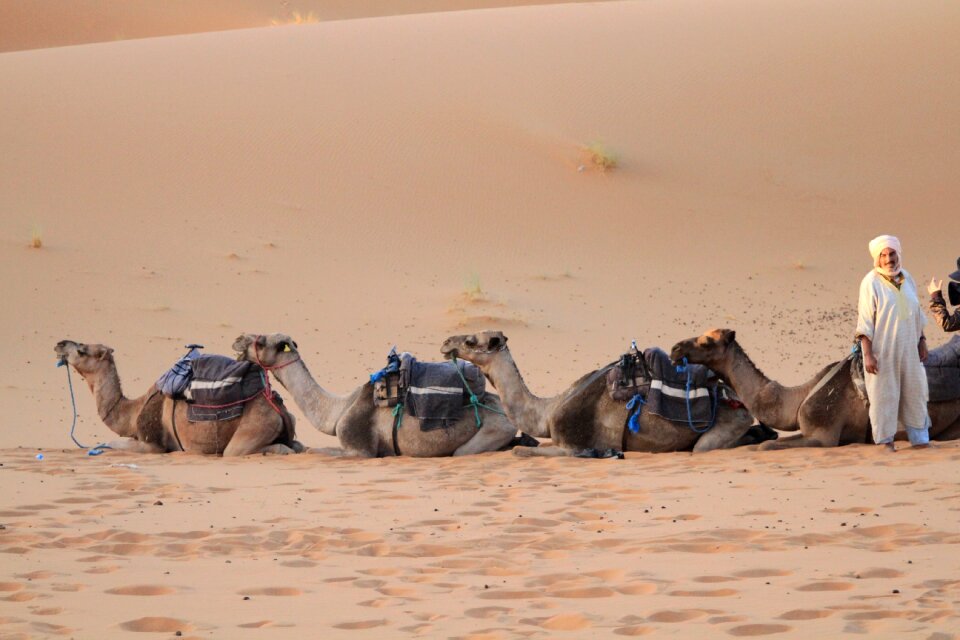 Desert sahara moroccan