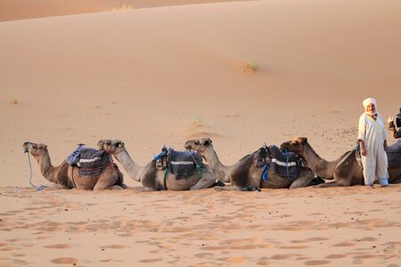 Desert sahara moroccan