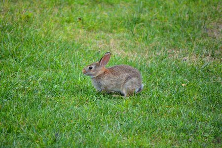 Easter pet cute