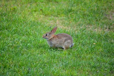 Easter pet cute photo