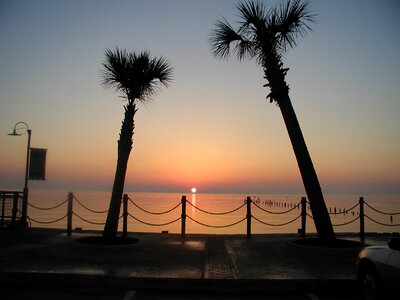 Sunrise palm trees morning photo