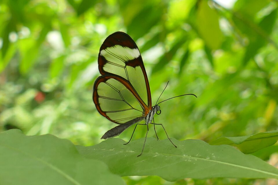 Butterfly glassy fragile