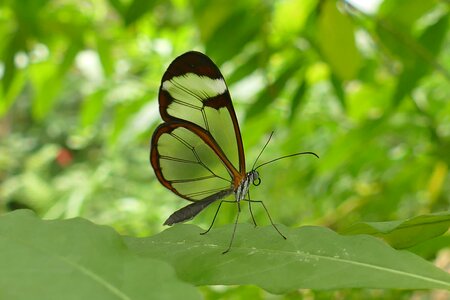 Butterfly glassy fragile