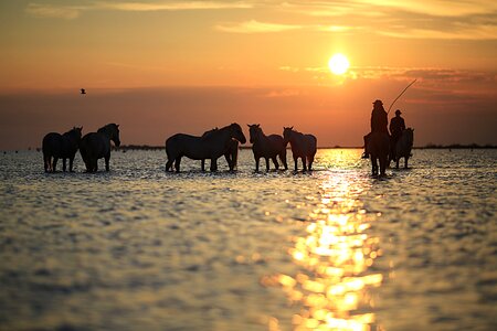 Animal animals white horse
