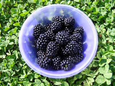 Fruit garden health