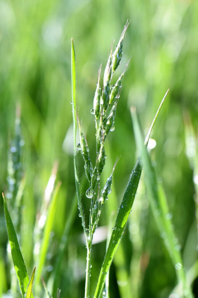 Nature green grasses