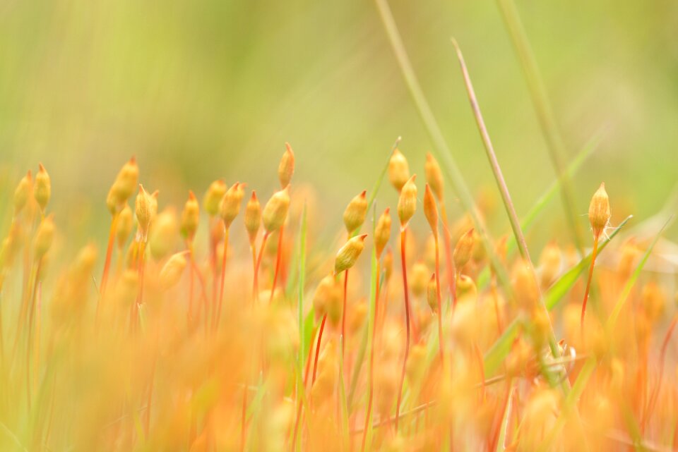 Close up nature blossom