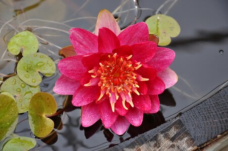 Water pink petals aquatic plant