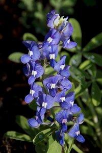 Nature wildflower botany