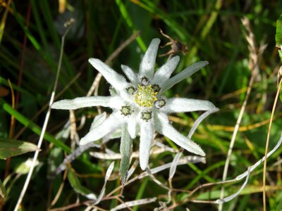 Switzerland nature conservation alpine flower