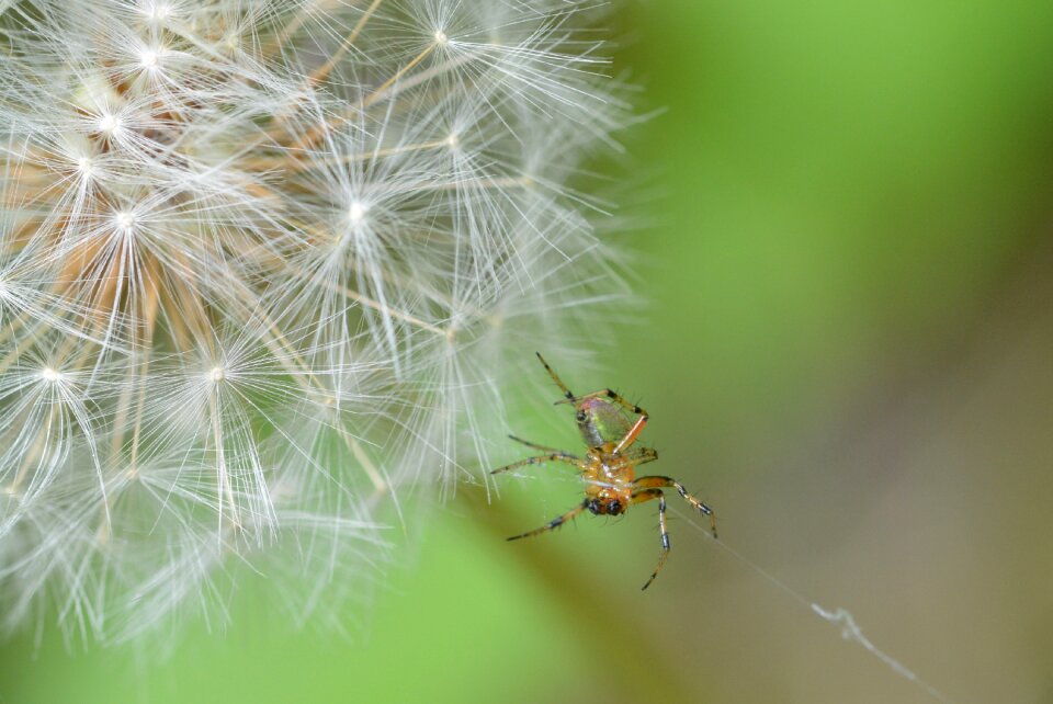 Macro nature close up