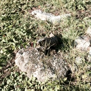 Lizard, Tulum Ruins, Tulum, QR, MX 