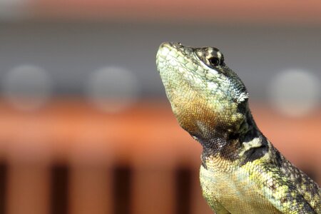 Tropidurus torquatus look animal photo