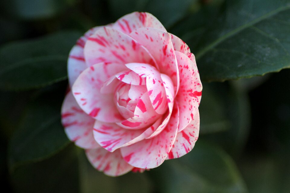 Camellia flower pink