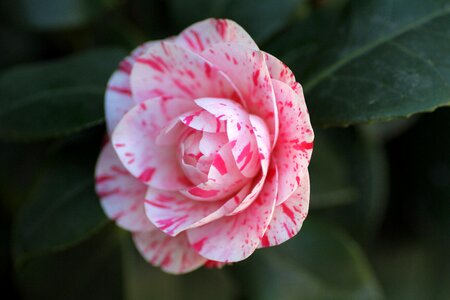 Camellia flower pink photo