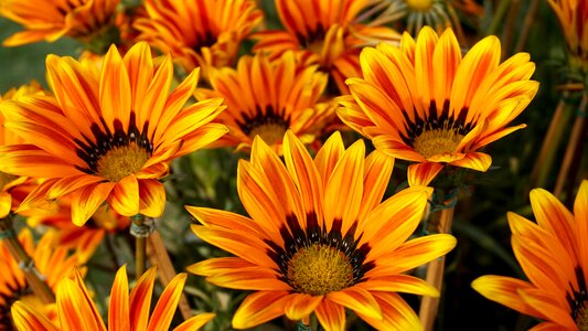 Bunch of flowers bunches of flowers field of flowers