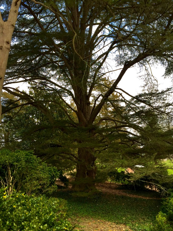 Cedar of Lebanon, Mount Vernon, VA 