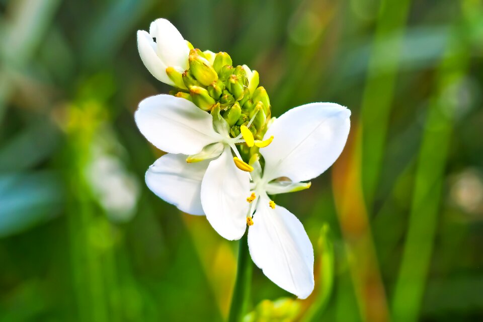 Plant nature spring