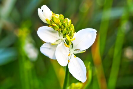 Plant nature spring photo