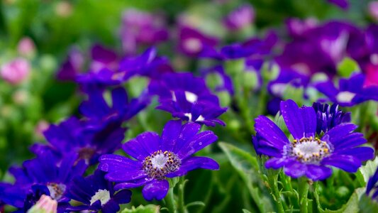 Bunches of flowers field of flowers flower