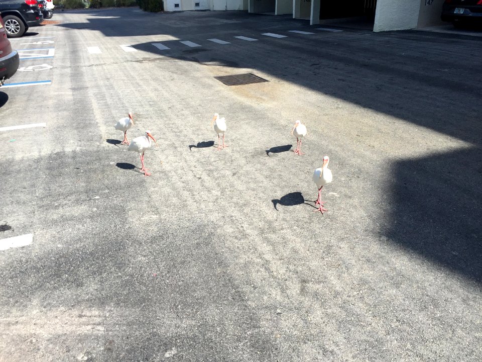 American White Ibises, Key West, FL 