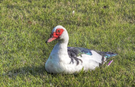 Green field bird