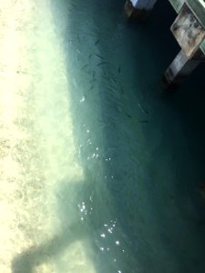 Fish at the Beach, Dry Tortugas National Park, FL 