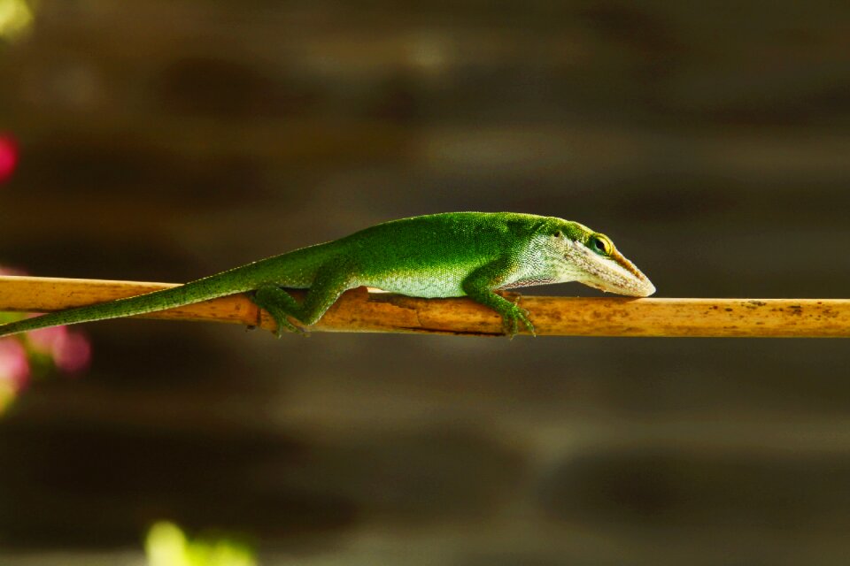 Reptile wildlife color