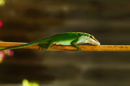 Reptile wildlife color