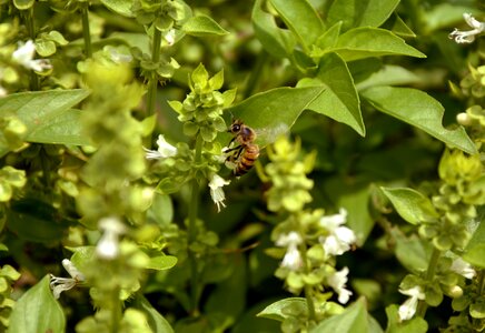 Macro spring garden photo