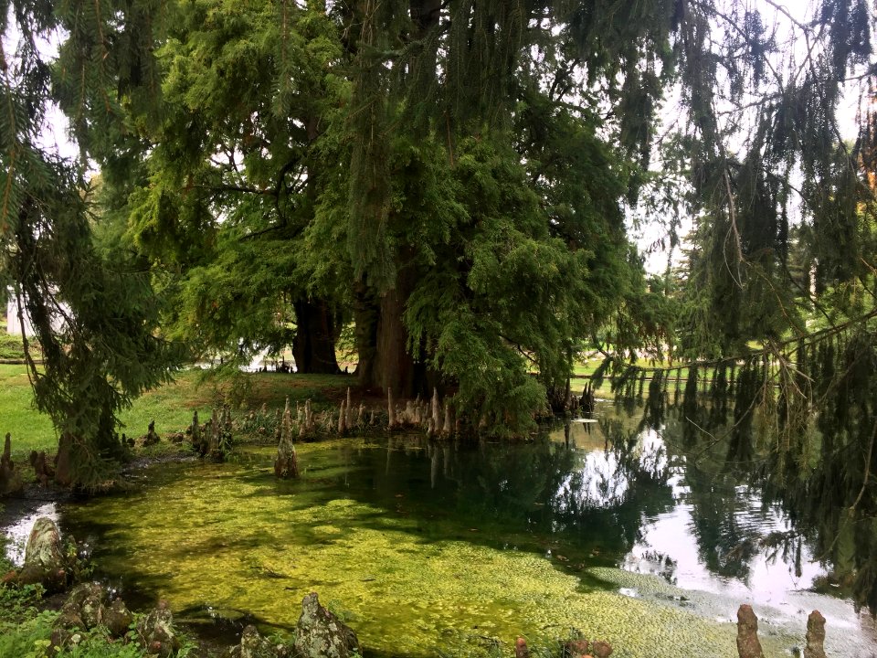 Cypress Tree Roots, Spring Grove Cemetery, Cincinnati, OH 