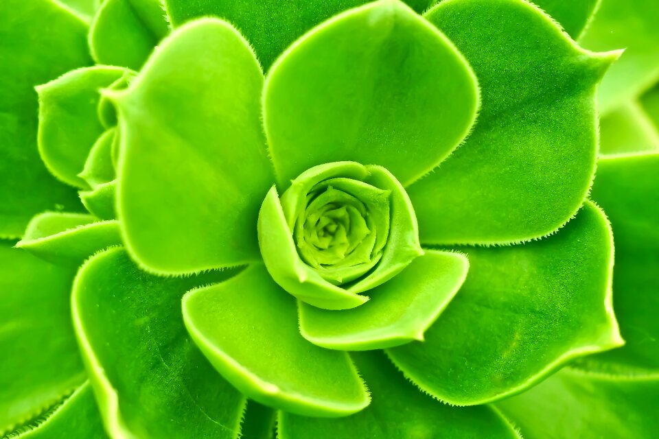 Ordinary house turmeric sempervivum pointed