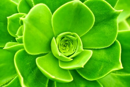 Ordinary house turmeric sempervivum pointed