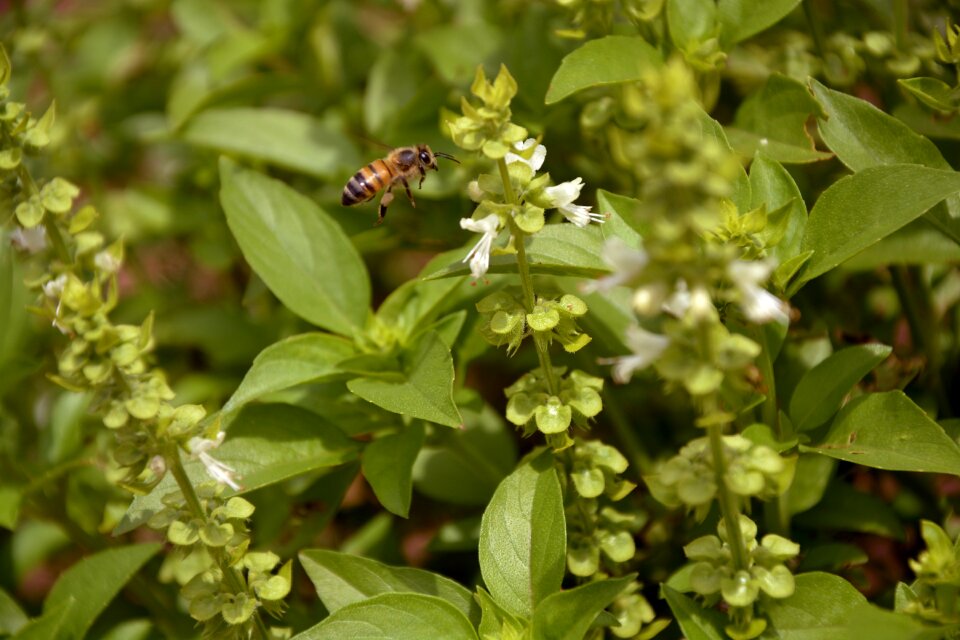 Macro spring garden