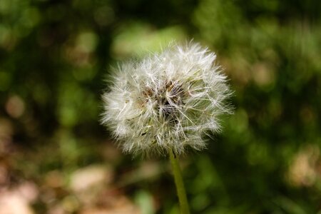 Plants plant sonchus oleraceus
