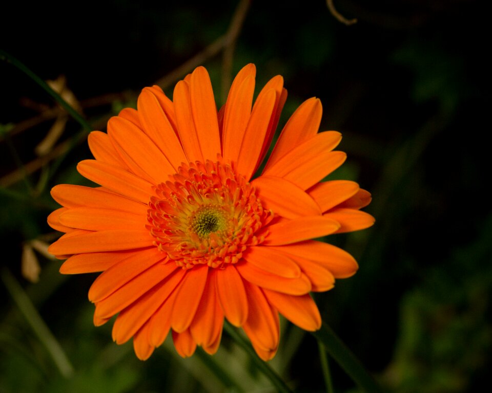 Gerber floral blossom