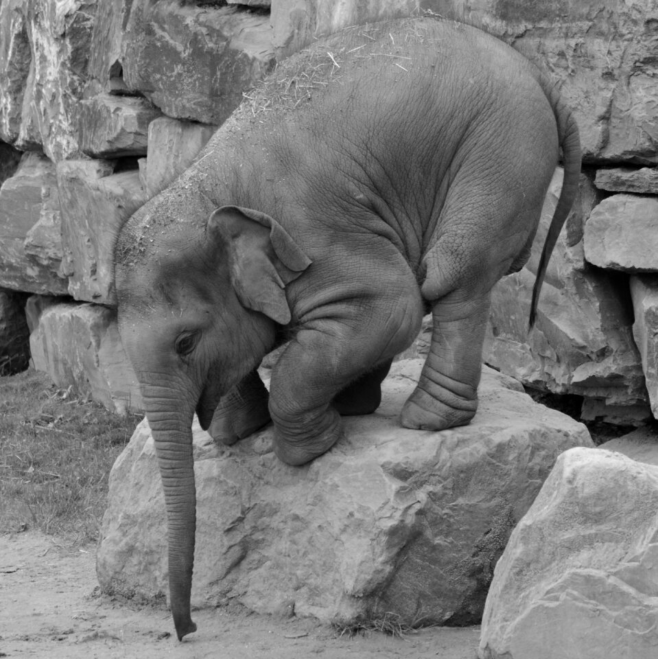 Mammal nature baby elephant