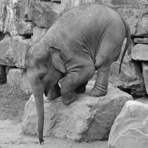 Mammal nature baby elephant
