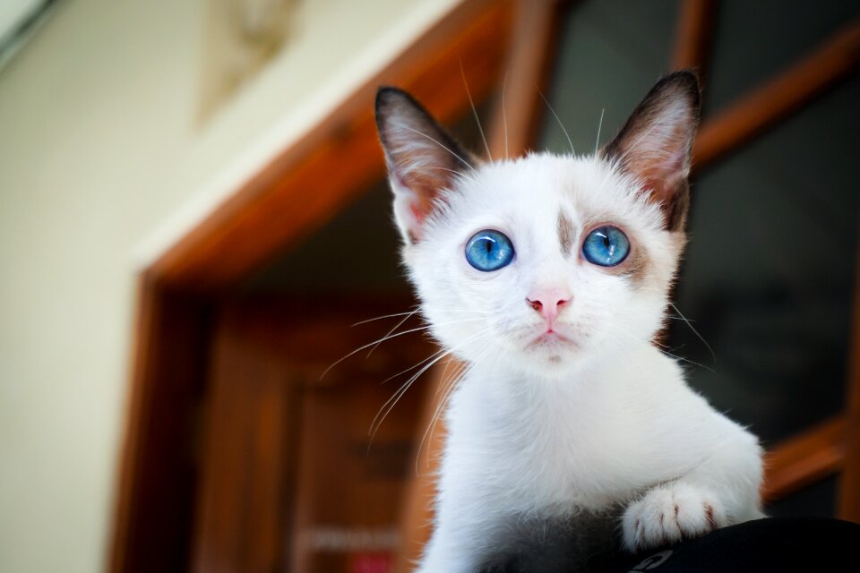 Blur blurry cat