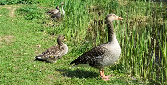 Bird poultry wild goose