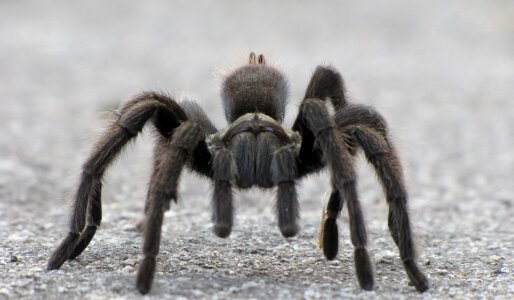 Hairy wildlife nature