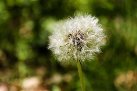 Plants plant sonchus oleraceus