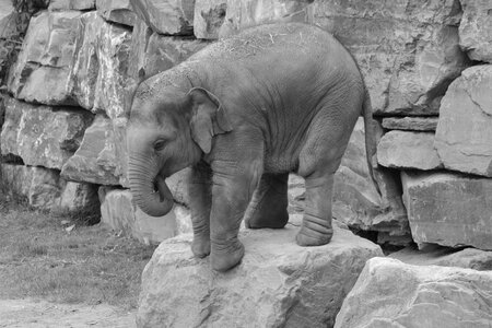 Mammal nature baby elephant photo