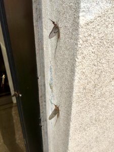 Mayflies, East 55th Street, St. Clair-Superior, Cleveland,… 