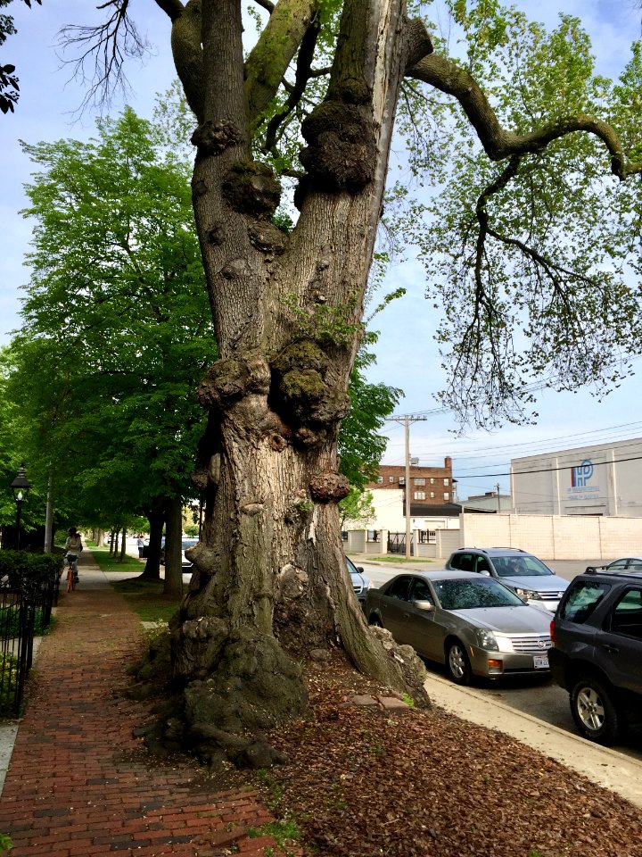 Gnarled Tree, Prospect Avenue Historic District, Midtown, … 
