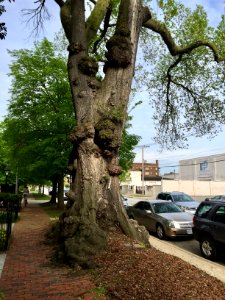 Gnarled Tree, Prospect Avenue Historic District, Midtown, … 