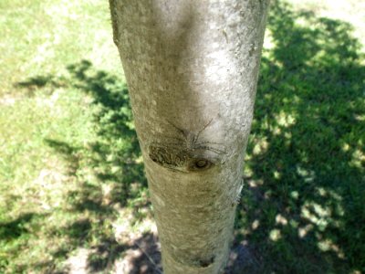 Camouflaged Spider, Speedwell, NC 