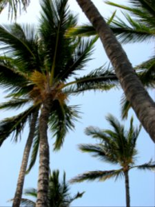 Palm Trees, Kona, HI 