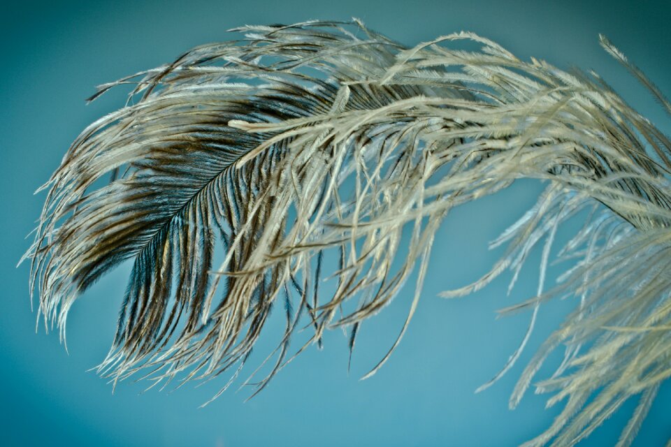 Strauss close up bird feather